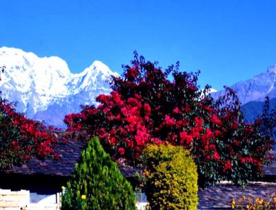 Dhampus to Australian Camp Hike